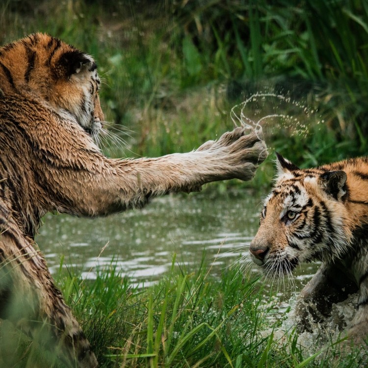 cat fight