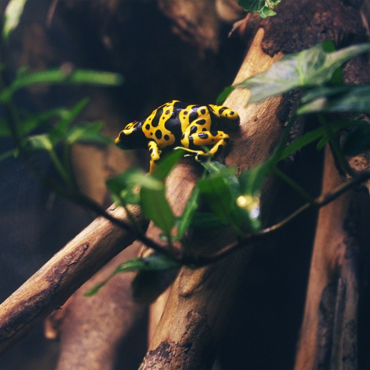 Toxic Frog