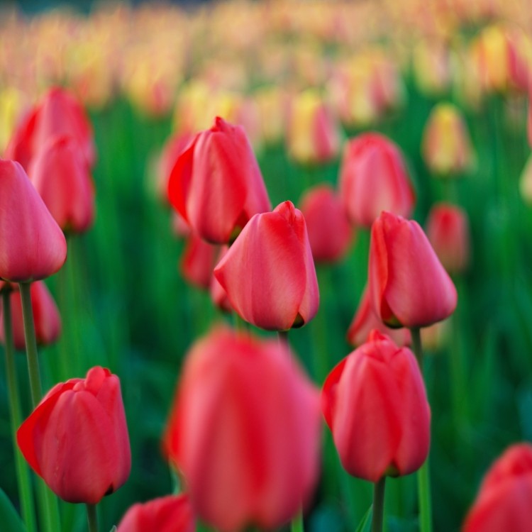 tulips