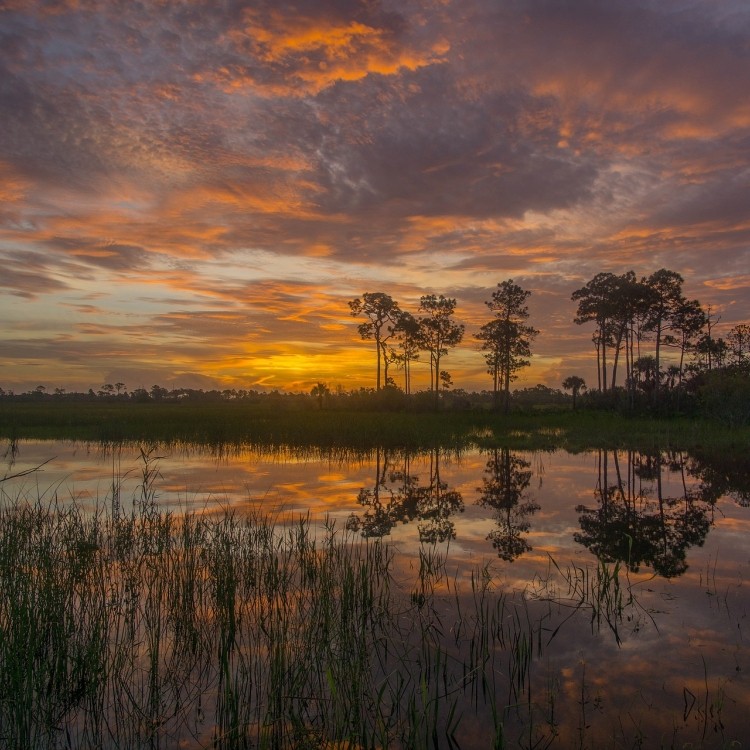 NLO sunset