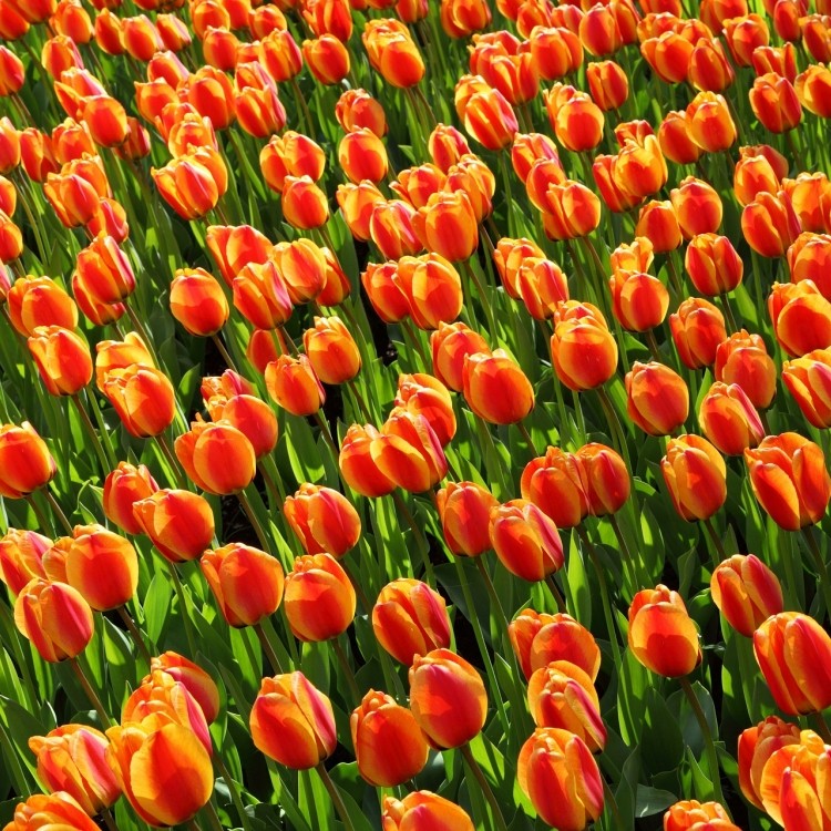 tulips NLO