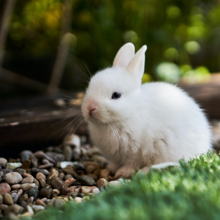bunny