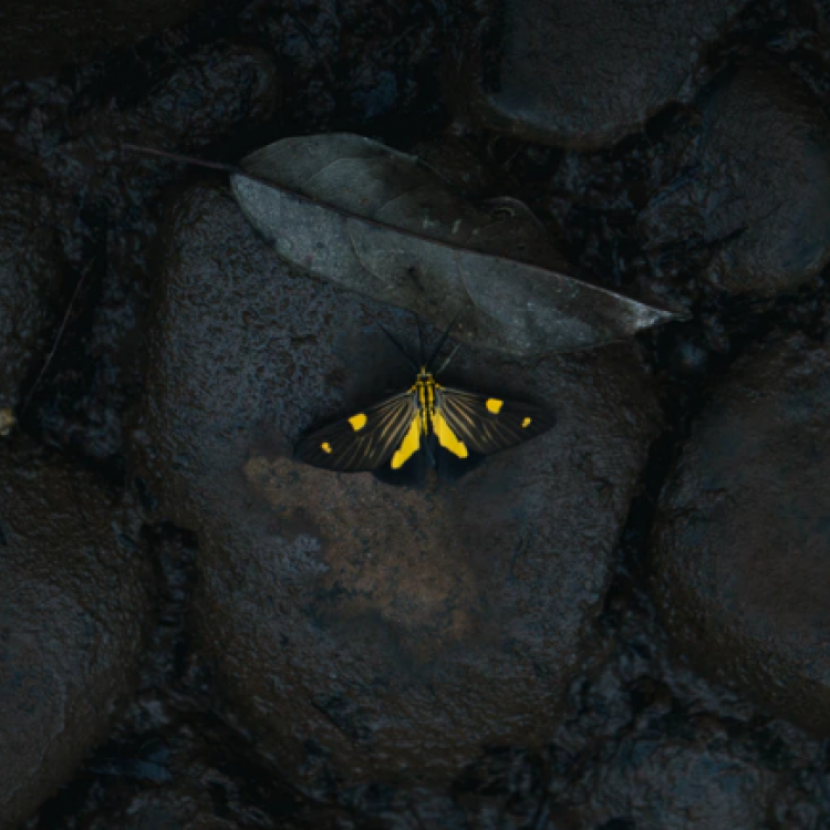 moth