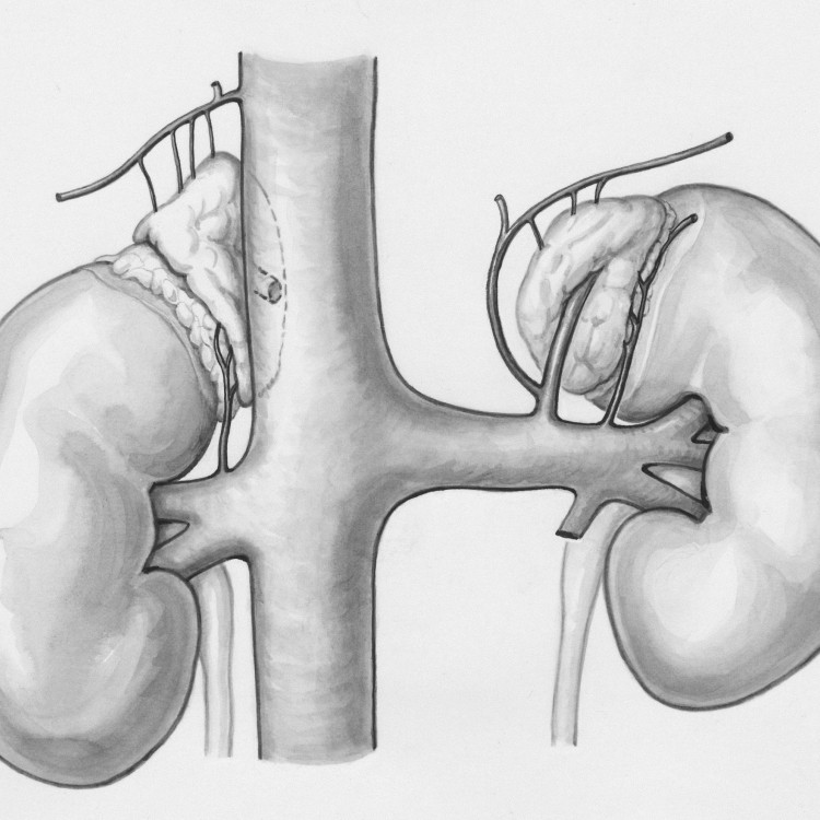 kidney