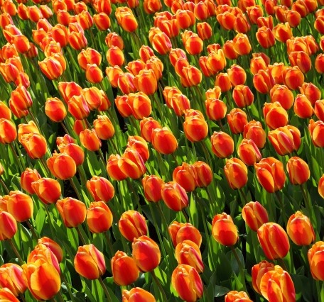 tulips nlo netherlands