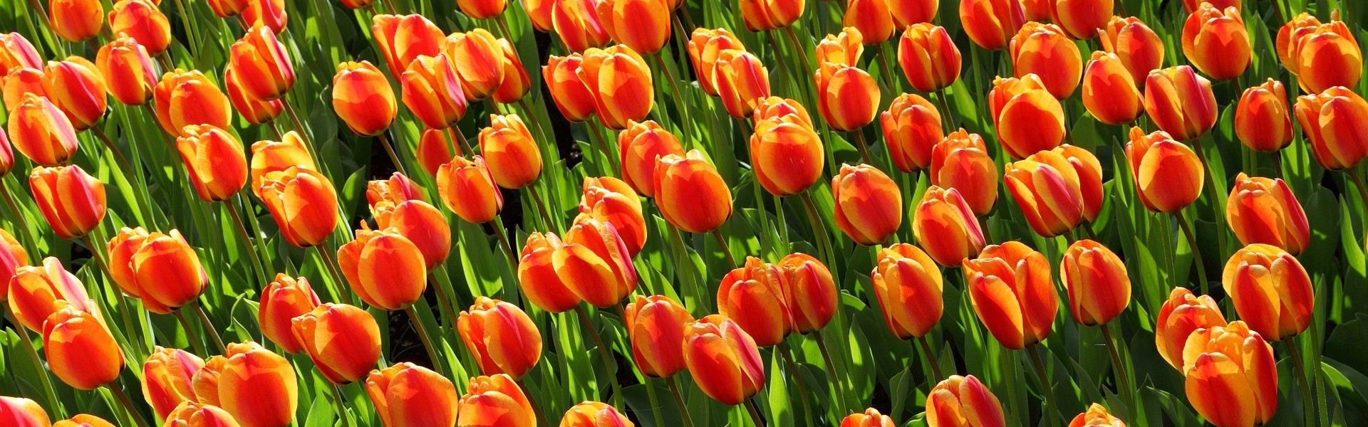 tulips NLO